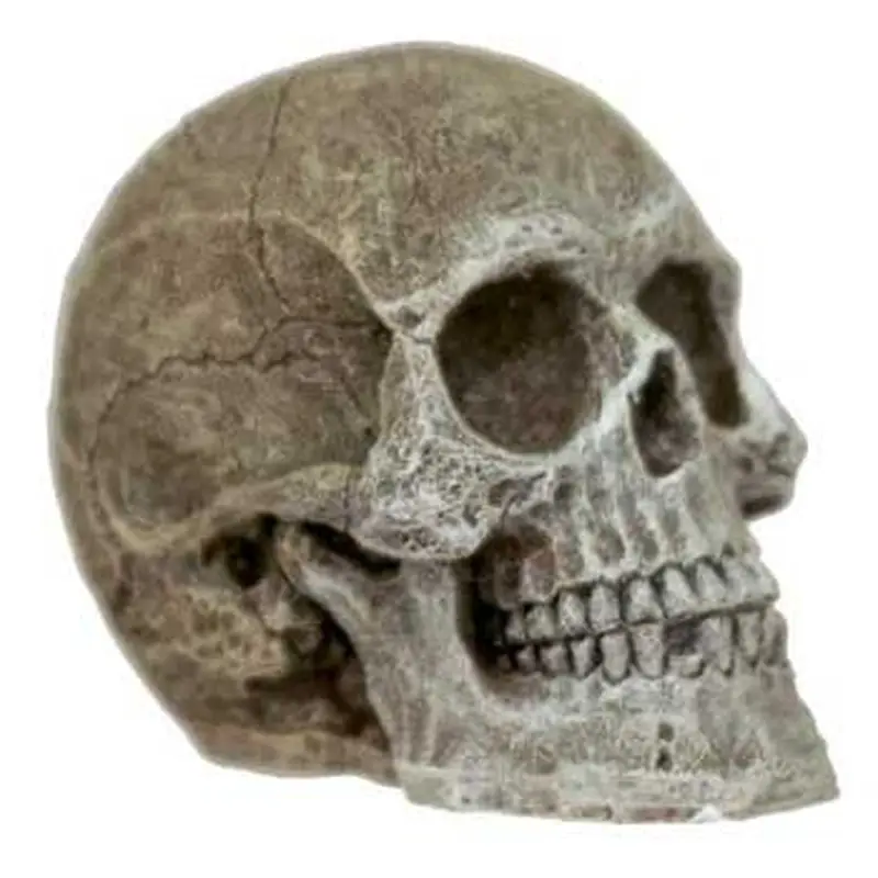 Blue Ribbon Resin Ornament - Mini Human Skull 