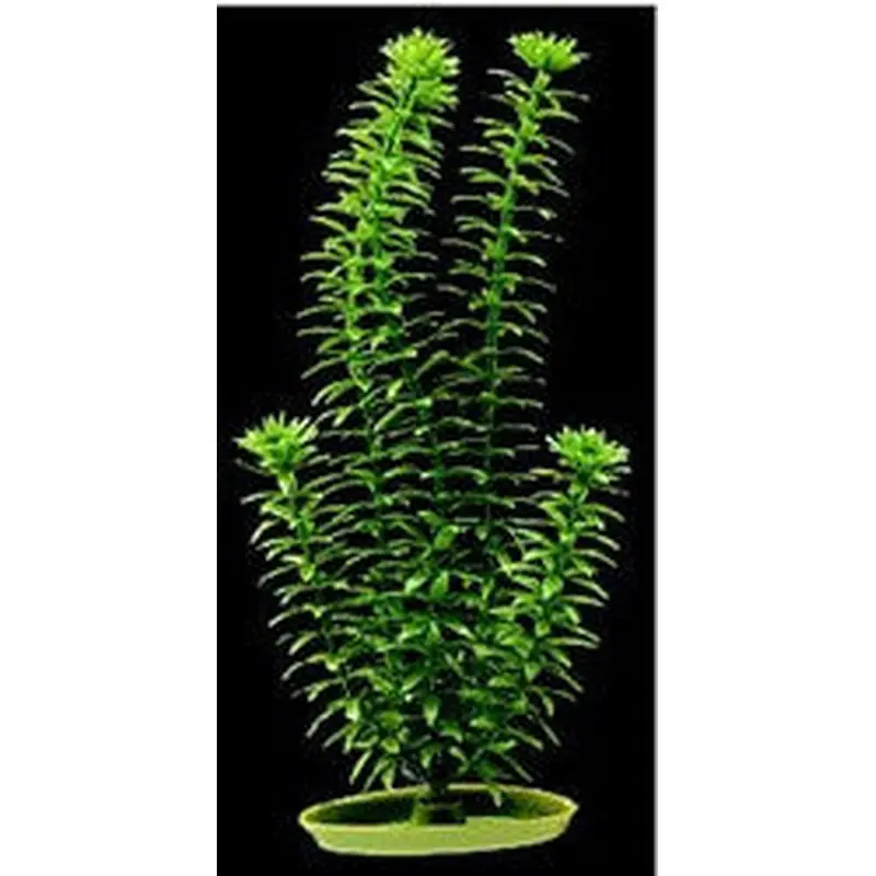 Aquascaper Anacharis Large 12in Pp1203