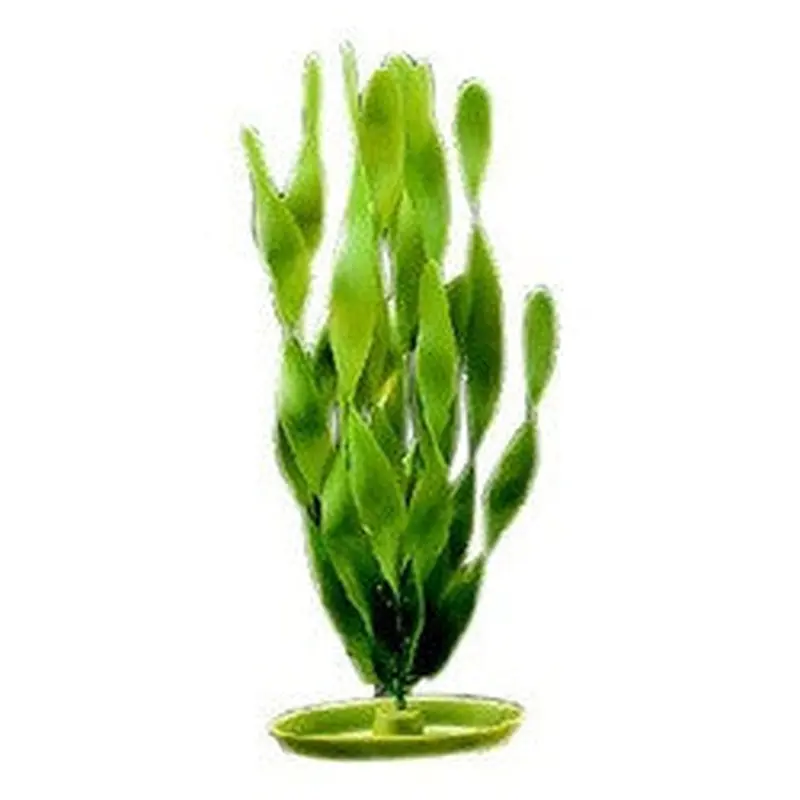 Aquascaper Jungle Vallisneria 8in Pp814