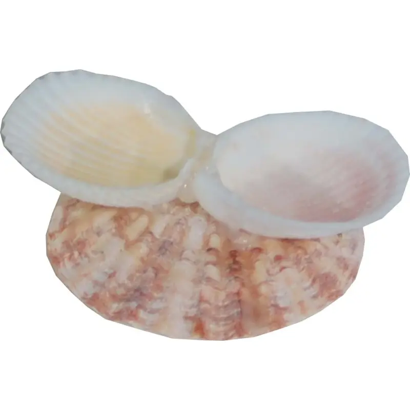 Florida Marine Research Shellfeeder Stand White, Brown