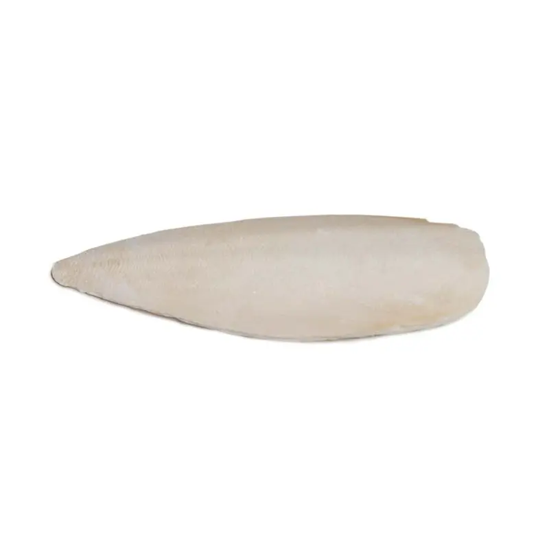 Large Cuttlebone