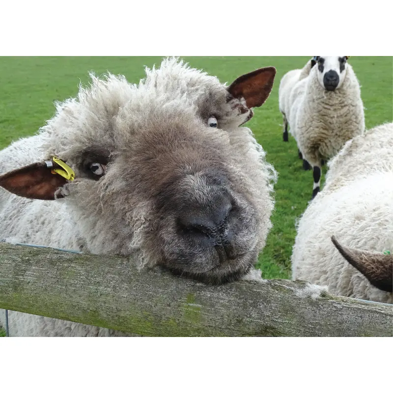 Know Your Sheep